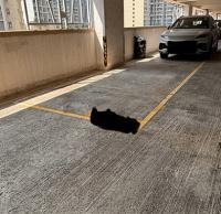  筲箕灣車位 愛禮街 愛蝶灣 車位 相片 香港車位.com ParkingHK.com